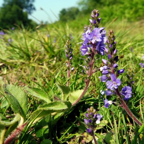 Heath Speedwell reference