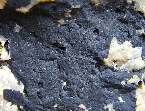 Black Tar Lichen reference