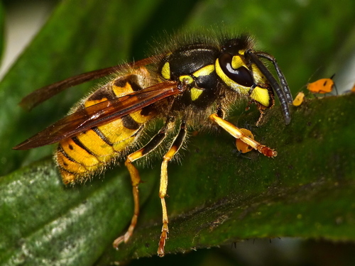 German Yellowjacket reference