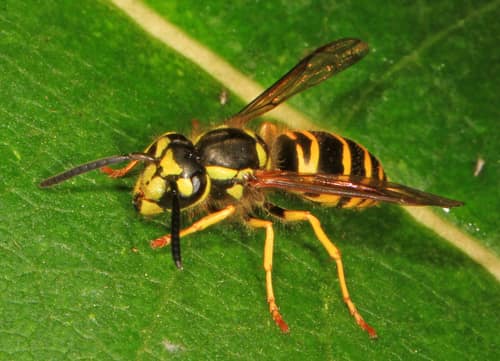 Eastern Yellowjacket reference