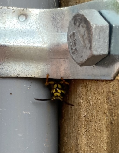 Southern Yellowjacket reference