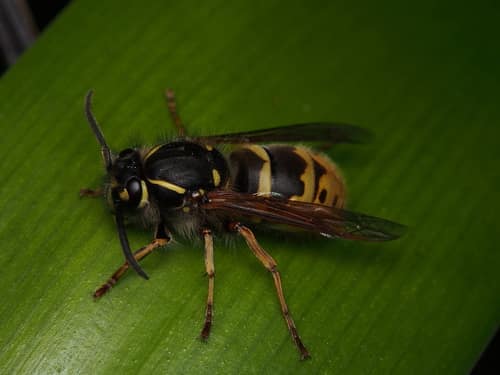 Common Yellowjacket reference