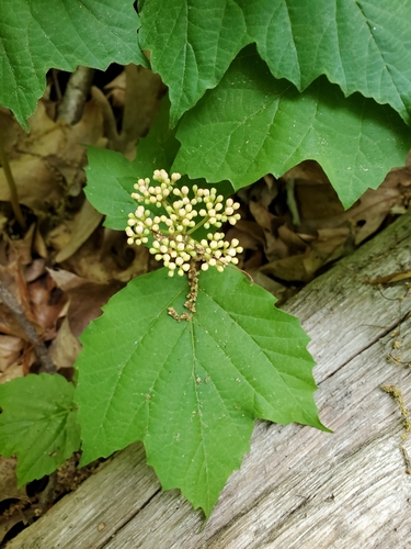 Mapleleaf Viburnum reference