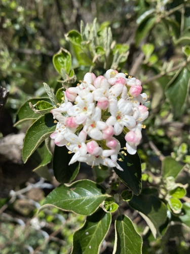 Burkwood Viburnum reference