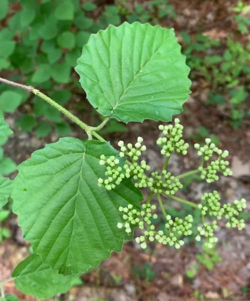 Arrowwood Viburnum reference