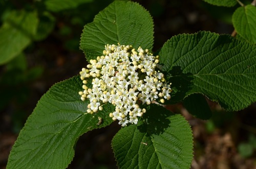 Wayfaring Tree reference