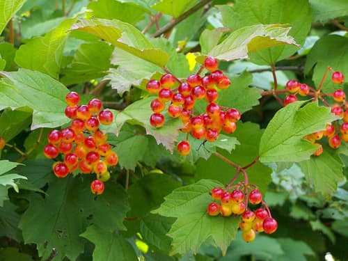 Guelder Rose reference