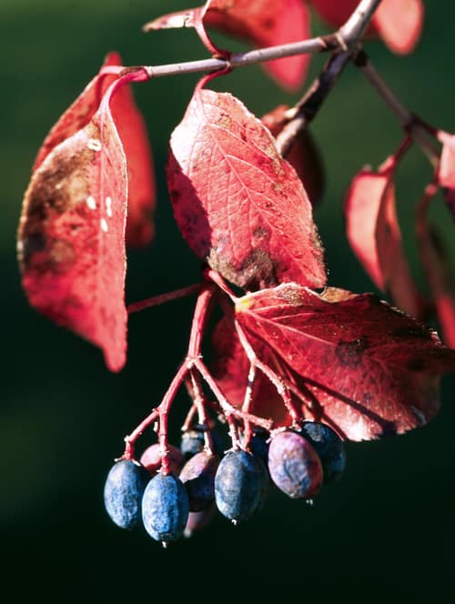 Southern Blackhaw reference