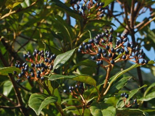 Laurustinus reference