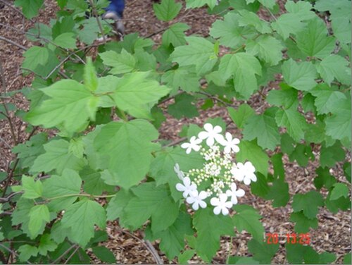 American Cranberrybush reference