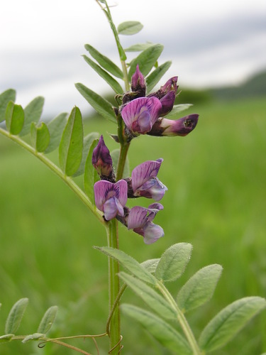 Bush Vetch reference