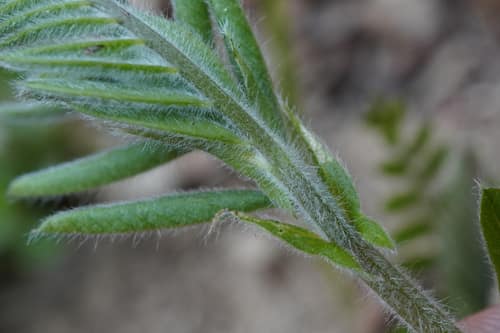 Hairy Vetch reference