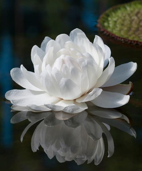 Amazon Waterlily reference