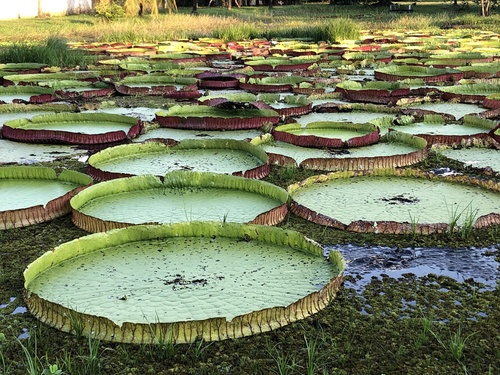 Bolivian Giant Waterlily reference