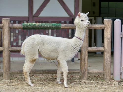Alpaca reference