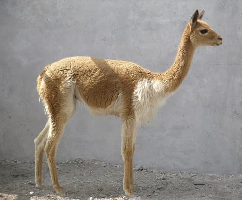 Vicuña reference
