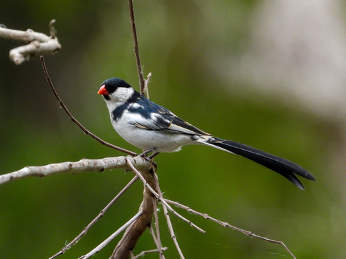 Pin-tailed Whydah reference