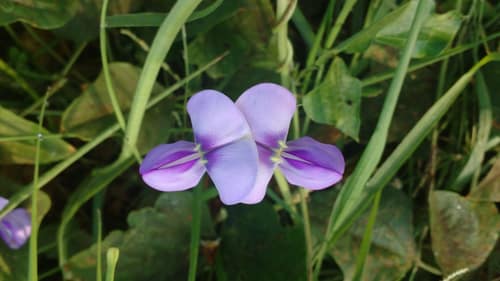 Cowpea reference