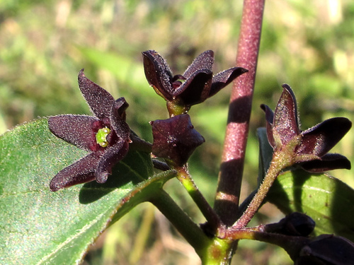 Black Swallow-Wort reference