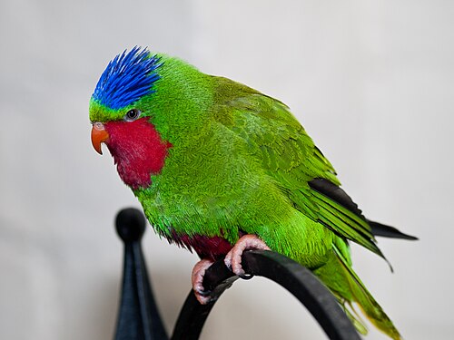 Blue-crowned Lorikeet reference