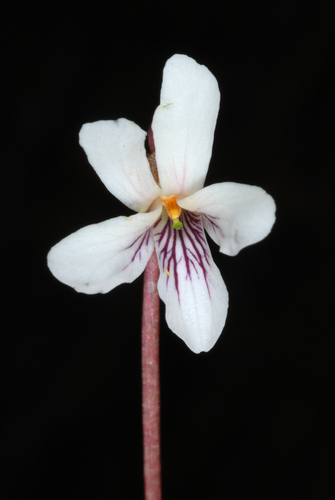 Sweet White Violet reference