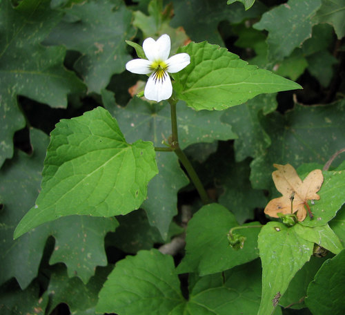 Canada Violet reference