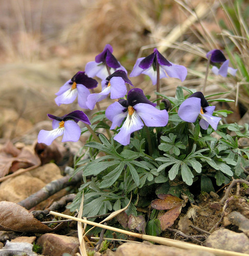 Birdfoot Violet reference