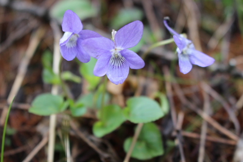 Common Dog-Violet reference