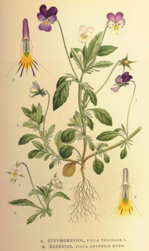Wild Pansy reference