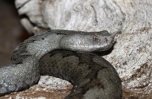 Nose-Horned Viper reference