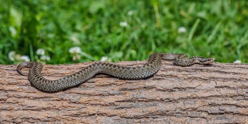 Adder reference