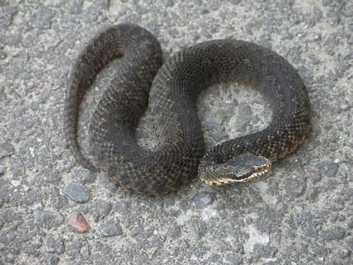 Caucasian Viper reference