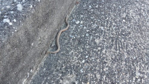 Lataste's Viper reference