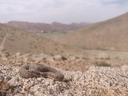 Atlas Dwarf Viper reference