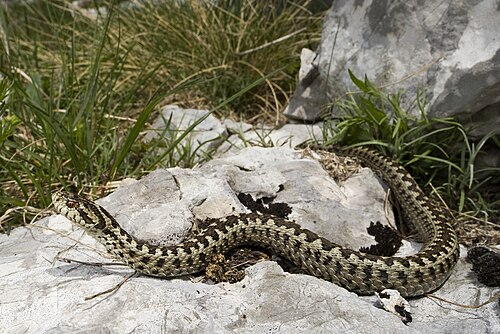 Meadow Viper reference