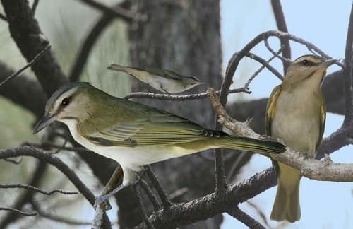 Black-whiskered Vireo reference