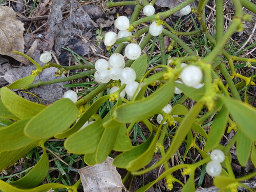 European Mistletoe reference