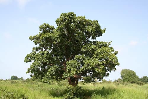 Shea Tree reference