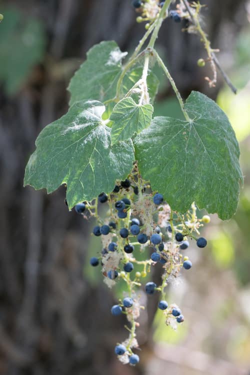 Desert Wild Grape reference