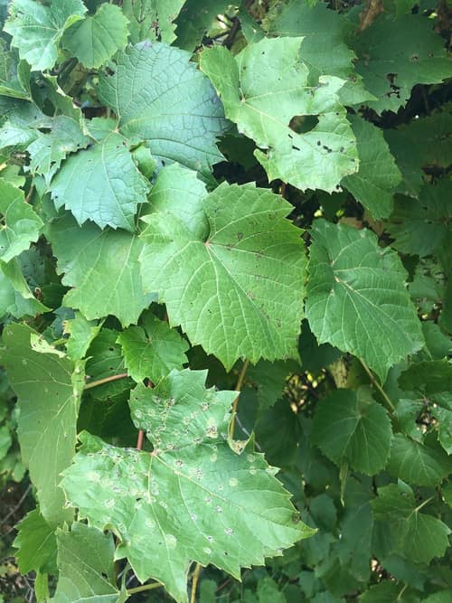 Riverbank Grape reference
