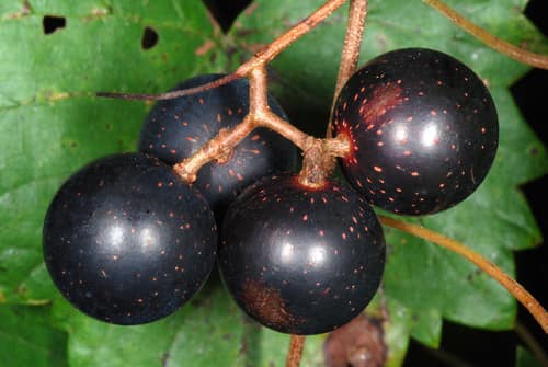 Muscadine Grape reference