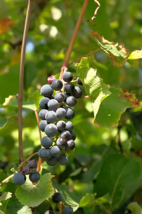 Common Grape Vine reference