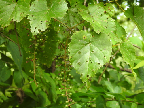 Frost Grape reference