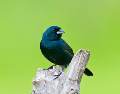 Blue-black Grassquit reference