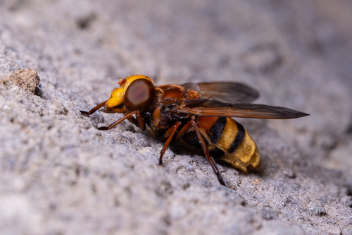 Hornet Mimic Hoverfly reference