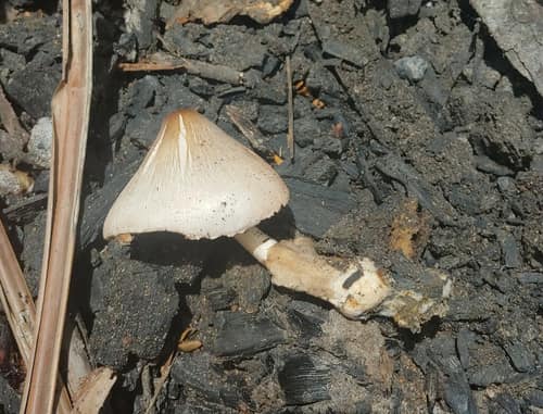 Paddy Straw Mushroom reference