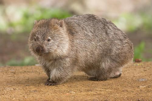 Bare-nosed Wombat reference