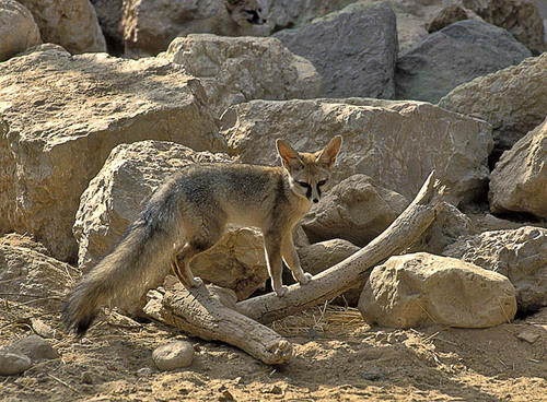 Blanford's Fox reference