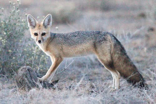 Cape Fox reference
