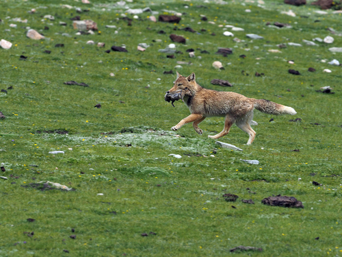 Tibetan Fox reference